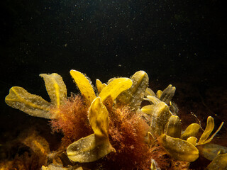 close up of bladderwrack, also known as bladder fucus, pop weed, cut weed, kelpware, sea wrack, pig weed paddy tang. This is the original source of iodine. Black seawater background.