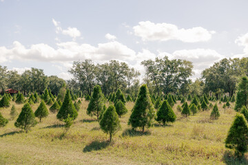 florida christmas tree farm