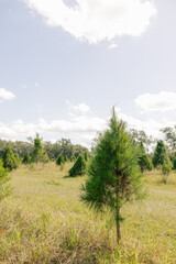 Obraz premium christmas tree farm