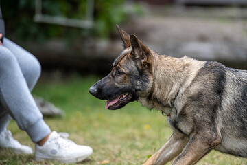 A profile picture of a young happy German Shepherd. Sable-colored working line breed