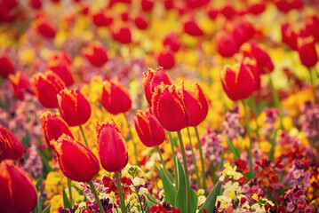 Obraz premium Red tulip flowers