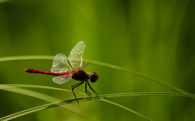 Fototapeta na wymiar View of the red dragonfly.