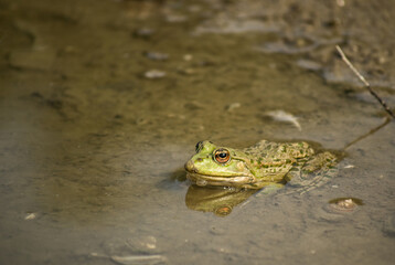 Green frog on the sandy shore of the lake.