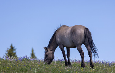 Wild Horse in the Pryor Mountains Montana in Summer