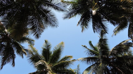 Plakat palm trees against sky