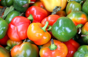 The Hot Cherry Bomb is medium heat pepper, similar to a jalapeno. These are a popular pickling peppers or enjoyed baked, grilled, or roasted. 