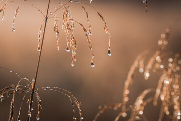 Morning dew on the grass, water droplets in the sun - sensitive reflections that arise when taking a photo against the sun. Dew droplets hang like bells