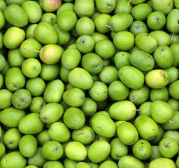 The olive, known by the botanical name Olea europaea, meaning 