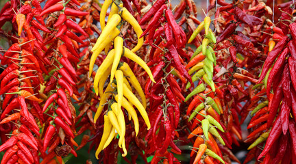 Fototapeta premium Dry peppers: Pimientos Choriceros, dry hot guindilla peppers, and Piparras-Basque green peppers hanging.