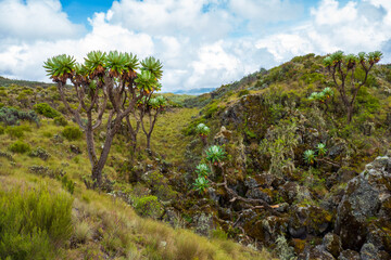 Fototapeta na wymiar Scenic view of high altitude moorland against mountains at Chogoria Route, Mount Kenya National Park, Kenya