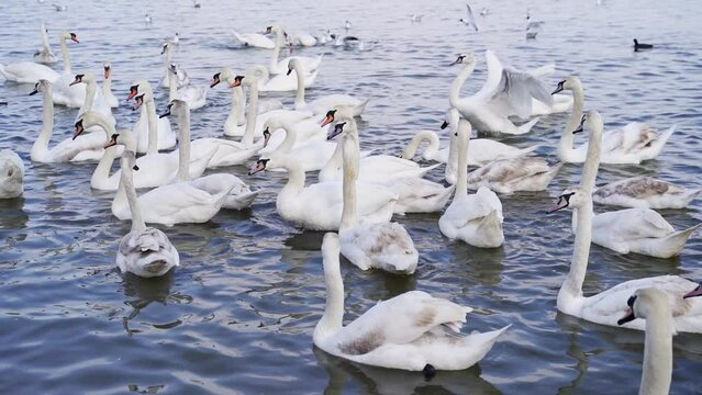 Slow motion video. Many swans on river. Street city animal. Cygnus swimming in water. Angel bird wings. Peaceful lifestyle nature. Eating