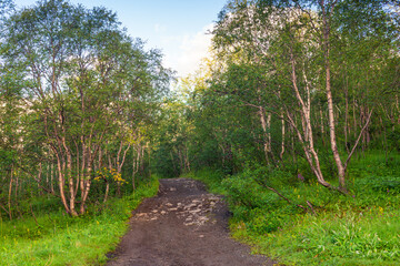 Dirt road in northern stunted deciduous forest. Khibiny