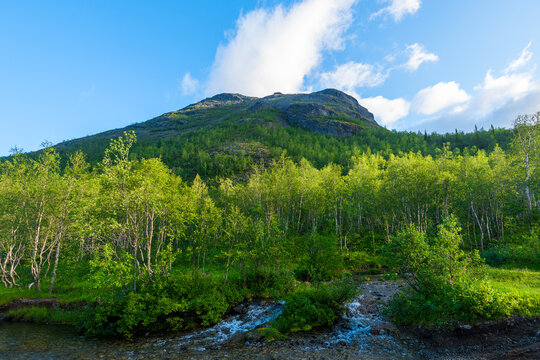 Green mountain with deciduous forest and mountain stream. Khibiny