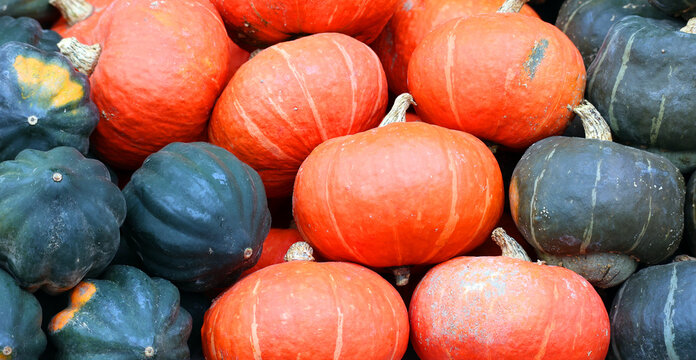 Acorn Squash, Also Called Pepper Squash Or Des Moines Squash, Is A Winter Squash With Distinctive Longitudinal Ridges And Sugar Pumpkins Are Members Of C. Pepo, And Can Come In A Variety Of Colors, 