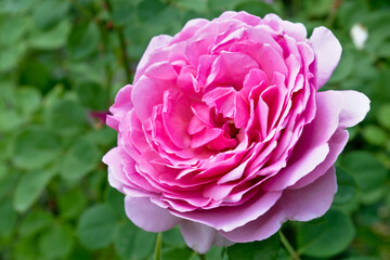 A rose flower, taken at close range, shows the beauty and complexity created by nature.
