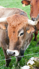 Vaca marrón en pradera verde tras alambre