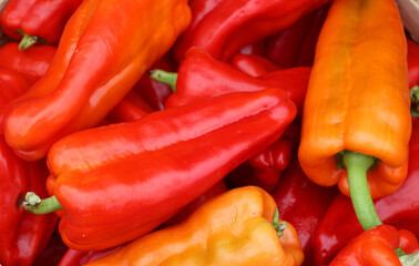 Pimientos Choriceros, dry hot guindilla peppers, and Piparras-Basque green peppers hanging.