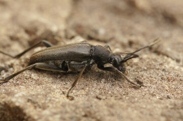 Closeup on a Small Black Longhorn Beetle, Stenurella nigra, sitting on wood
