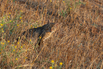 portrait of a cat in a field . sunny afternoon. selective focus