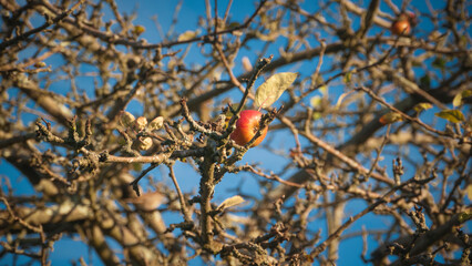 Manzana roja en ramas de arbol