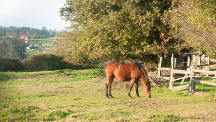Caballo marrón en pradera verde junto a arboles