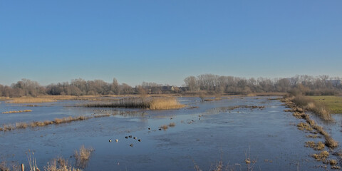 Naklejka premium Marshland on a beautiful winter day in Bourgoyen nature reserve, Ghent, Flanders, Belgium
