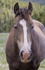 Obraz premium Wild Horse in the Pryor Mountains Montana in Summer