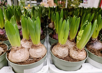 Hyacinths flower bulbs . Spring hyacinth flower in a flower pot for sale