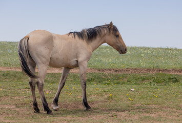 Wild Horse in the Pryor Mountains Montana in Summer