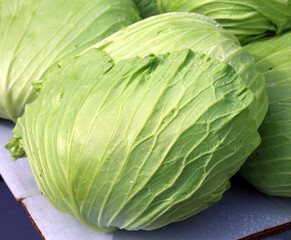Fototapeta premium The Flat or Taiwanese cabbage has a large flat head. This variety was developed in Taiwan and once you cut the four side of the head, the leaves are easily peeled one by one.