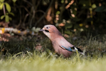 Eurasian jay, Garrulus glandarius, very nice big bird, colorful feathers, looking for oak acorns and nuts. Brown bird with blue feathers on the wing