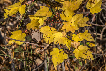 Bright yellow leaves in the sunlight