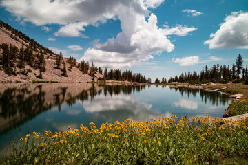 Yellow flowers on the edge of Johnson Lake, an alpine lake in the Snake Range, located inside Great Basin National Park in Nevada, seen on a summer day. Large cumulus clouds are seen in the blue sky..