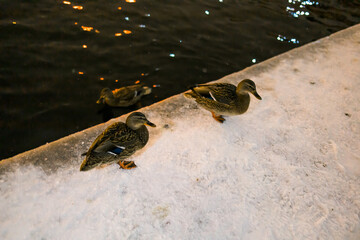 Winter portrait of duck in a winter public park. Duck birds are standing or sitting in the snow. Migration of birds. Ducks and pigeons in the park are waiting for food from people.