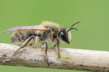 Closeup on a furry brown female Small sallow mining bee, Andrena praecox