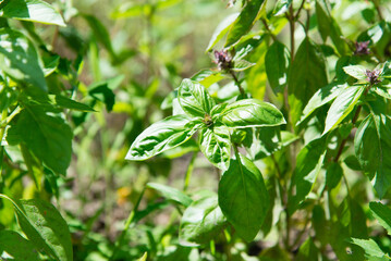 Fototapeta na wymiar Basil green and purple plants. Basil, ready to eat or dried.