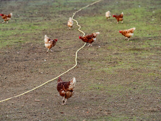 Frei laufende H&uuml;hner