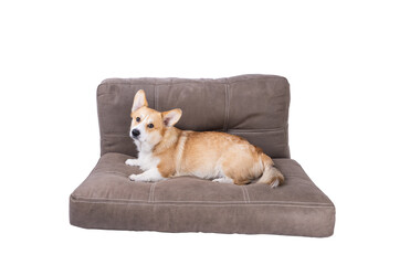 corgi on pillow isolated