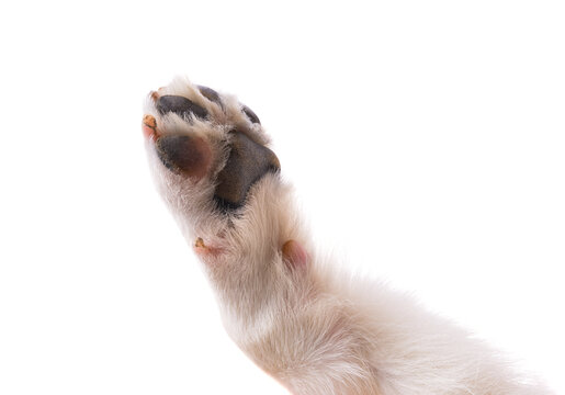 dog paw isolated