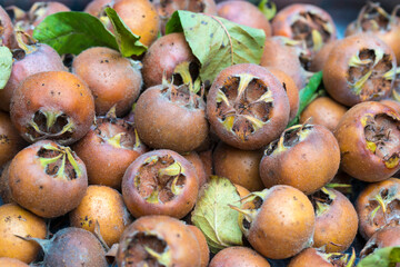 Récolte de nèfles, un fruit délicieux méconnu 