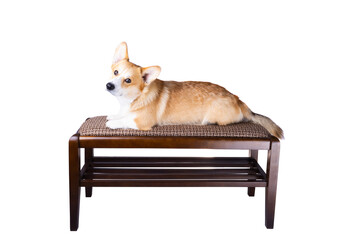 welsh corgi on a bench in front of a white background