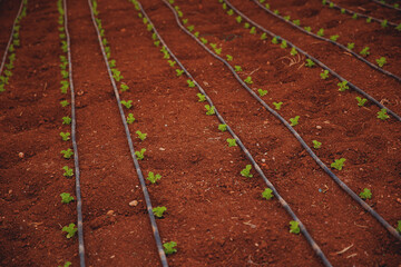 Closeup macro lettuce grown in greenhouse with drip irrigation hose system. Concept agriculture farm, food industry Turkey