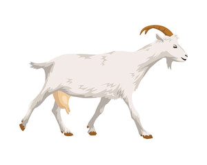 White walking goat side view. Vector illustration