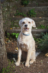 mixed breed dog sitting outdoors