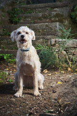 mixed breed dog sitting outdoors