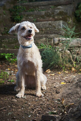 mixed breed dog sitting outdoors