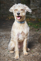 mixed breed dog sitting outdoors