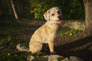 mixed breed dog sitting outdoors