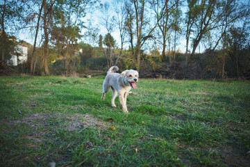 Fototapeta premium mixed breed dog running
