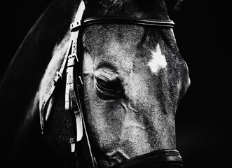 Black and white portrait of a beautiful horse with a bridle on its muzzle close-up. Equestrian...